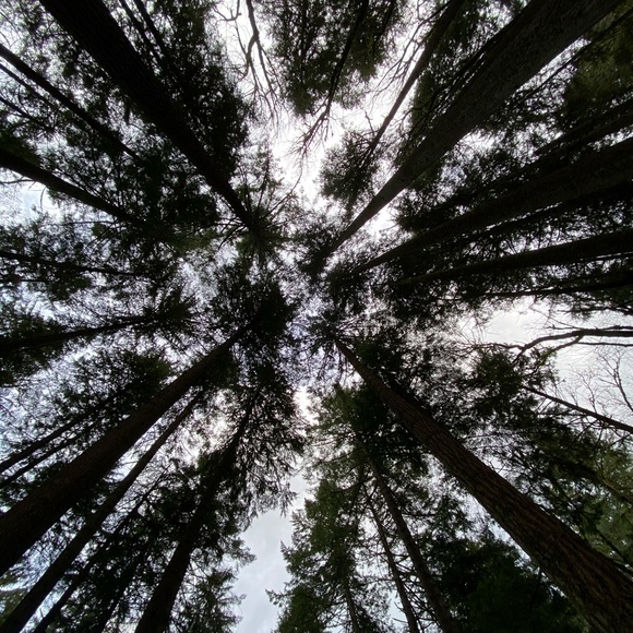 Meet your Posher, Quinn - Picture 1 of 1